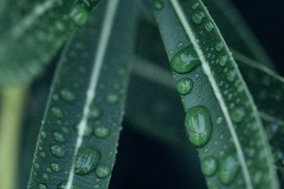 Protección medioambiental banner